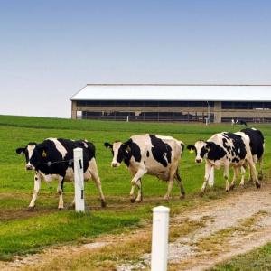 Cows walking along a path on a farm.