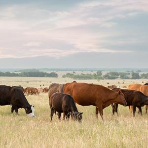 Cows grazing in a vast field.
