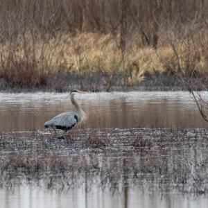 A long-neck bird in a wetland area