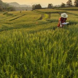 A farmer in a crop field.