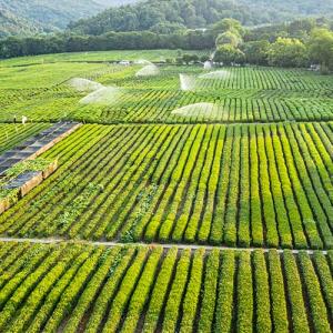 fields of green crops