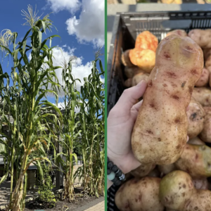 On the left tall corn plants, on the right a hand holding a potato over a bin of other potatoes.