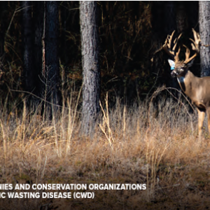 A deer in a forested area
