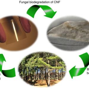 Diagram of the cycle of nanocellulose 