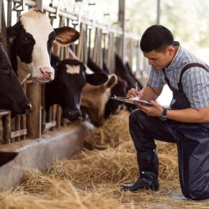 A farmer kneeling by cows in stations eating.