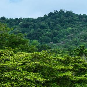 The Darién Jungle is one of the world's most dangerous migrant routes. 