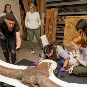People looking at a bison latifrons skull