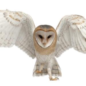 A barn owl with wings open.
