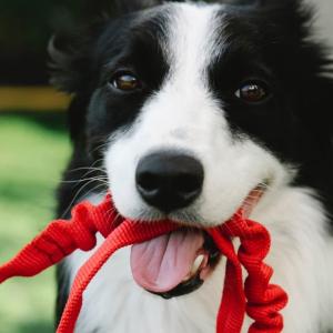 a black and white dog outside holding a red leash in its mouth