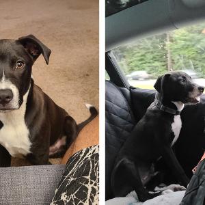 dog meeting his adopter