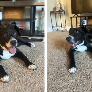 dog sitting in new home