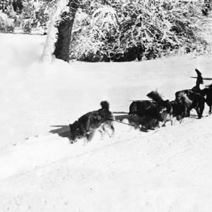sled dogs
