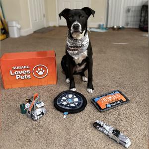 dog sitting in front of new toys