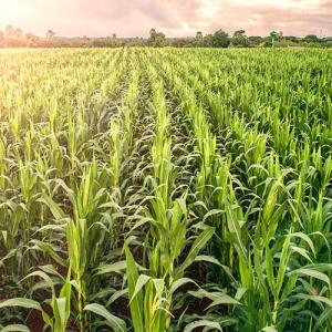 Cornfield 
