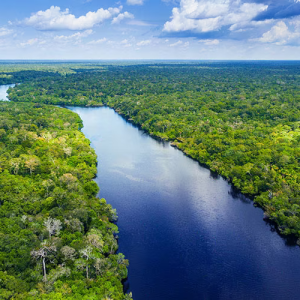aerial shot of river surrounded by forest
