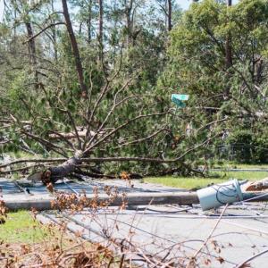 Fallen power lines and trees over a road.