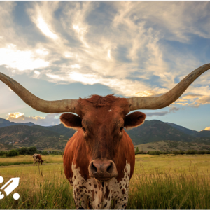 Texas Longhorn bull with "dreambox math" logo overlaid