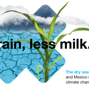 Less rain, less milk