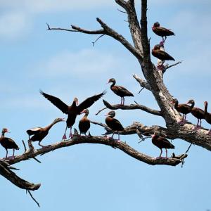 Ducks on branches