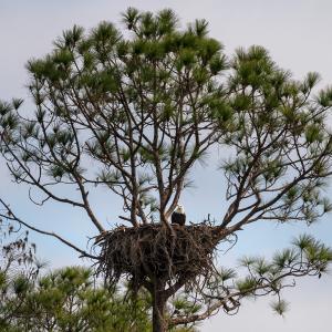 An eagle in a nest in the tree top.