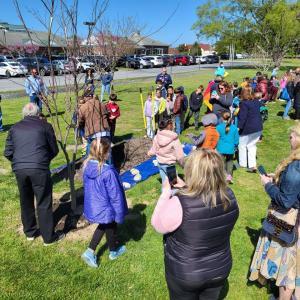 A group of people watching as some plant a tree.