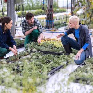 Three people talking while crouched by a patch of seedlings.