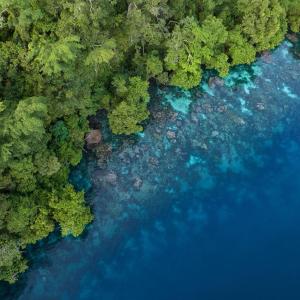 Edge of water in forest