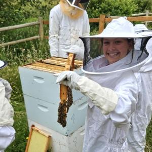 people working with bees