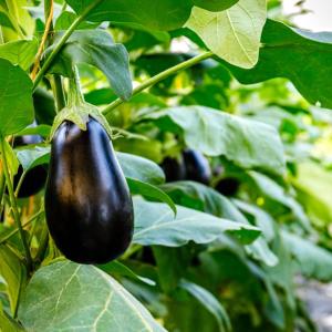 Eggplants growing in a field