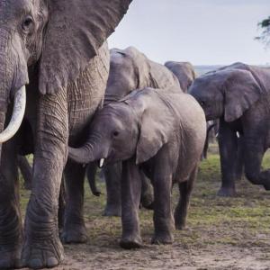 A herd of elephants of different sizes.