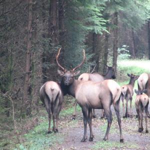  A family of elk grazes alongside a forest road near Forks, Washington.