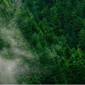 Mist over a very green forest.