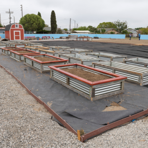 three rows of raised planting beds under construction