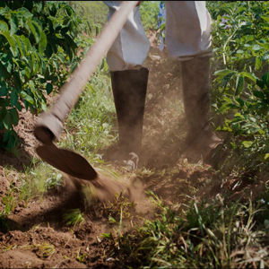 farmer tilling between rows of crops