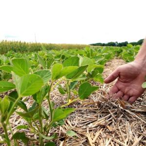 Farmers hand reaching down to plants in the garden