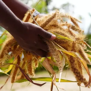 Two hands holding a wheat crop.