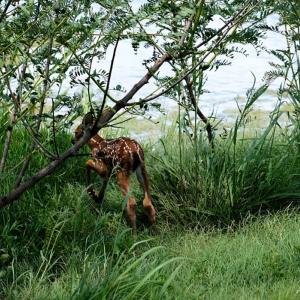 A fawn in tall grass