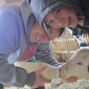 Two people feeding a calf