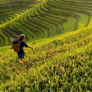 Farmer in a large field