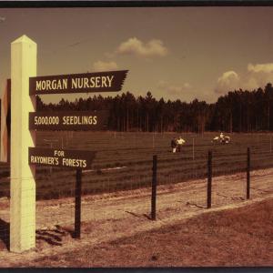 Old sepia tone photo of Morgan Nursery