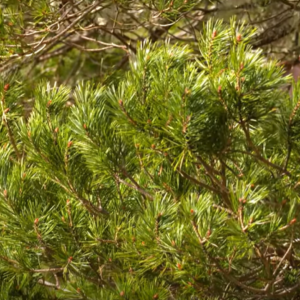 close up of tree branch