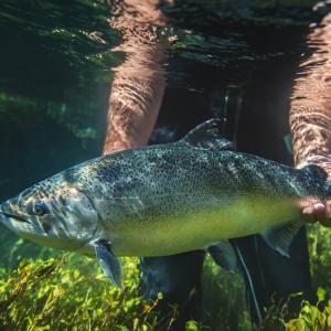 someone holding a fish underwater