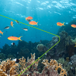 Fish underwater
