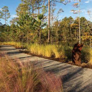 A wooden pathway through a wetland/forested area.