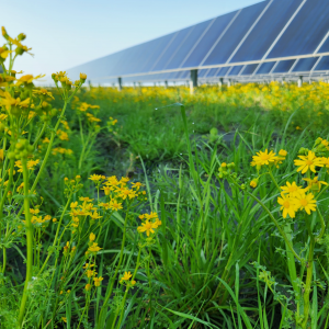 A field of yellow flowers and long rows of solar panels