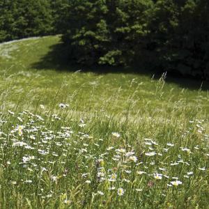 Forest and wildflowers