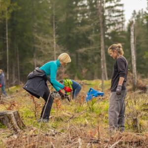 people working in a forest
