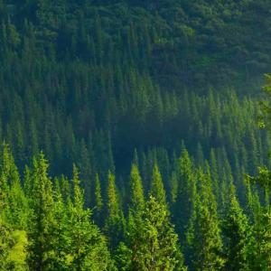 Aerial view of a forest. 