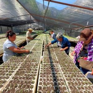 People planting seeds in small pots in a greenhouse.