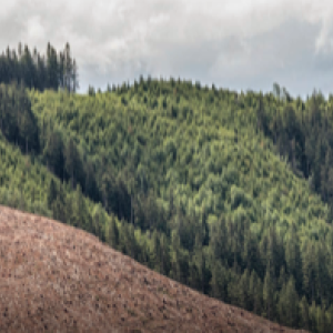 aerial view of forested area